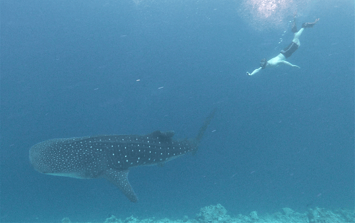 Re: 6 jours au Vilamendhoo en Octobre - Lodham