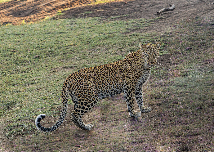 Re: Parenthèse enchantée au Masaï Mara chez Melting Pot Safaris - Mattsupertramp