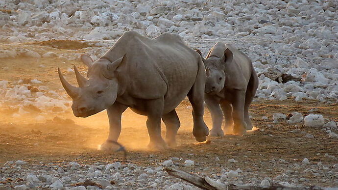 Re: Où dort-on avec son 4x4 en Namibie ? - PATOUTAILLE