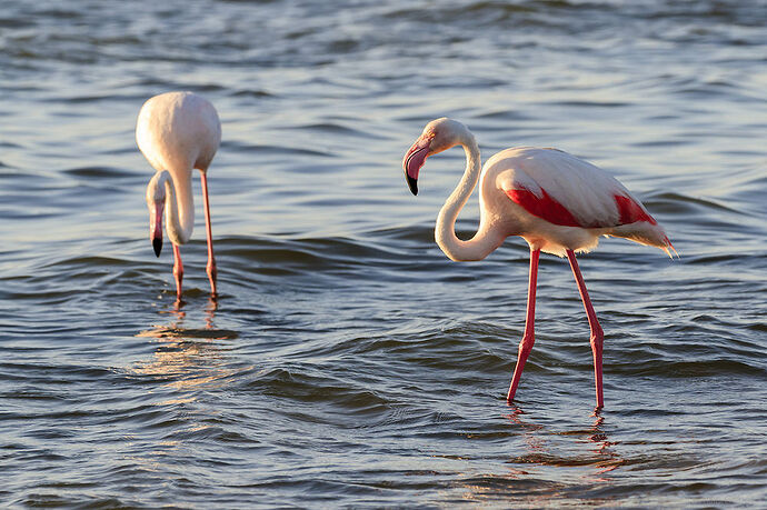 Walvis Bay - Millie