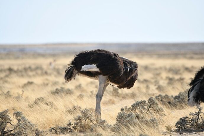 Re: Namibie - 15 jours en octobre 2018 - pascal41lc