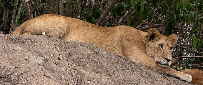 Re: Kenya juillet 2021 un nouveau safari de Samburu au Massai Mara en passant par Meru et Aberdare NP - Karen56