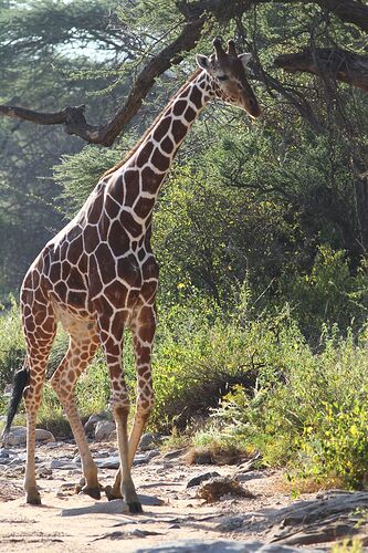 Avec Waltz Tour Safaris, deux semaines au Kenya, parmi les animaux sauvages, dans neuf parcs et réserves....  - nadnan2b
