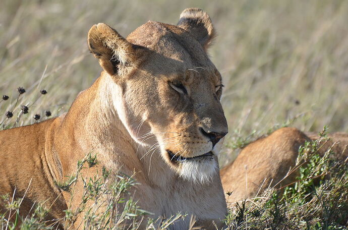 Serengeti: clap de fin, en beauté ! - fabienne65