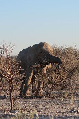 Re: Retour de Namibie fin mai début juin avec 2 loustics de 2 et 5 ans  - adefab