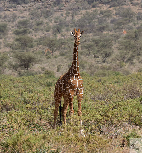 Re: Karibu Kenya février 2022 - Karen56