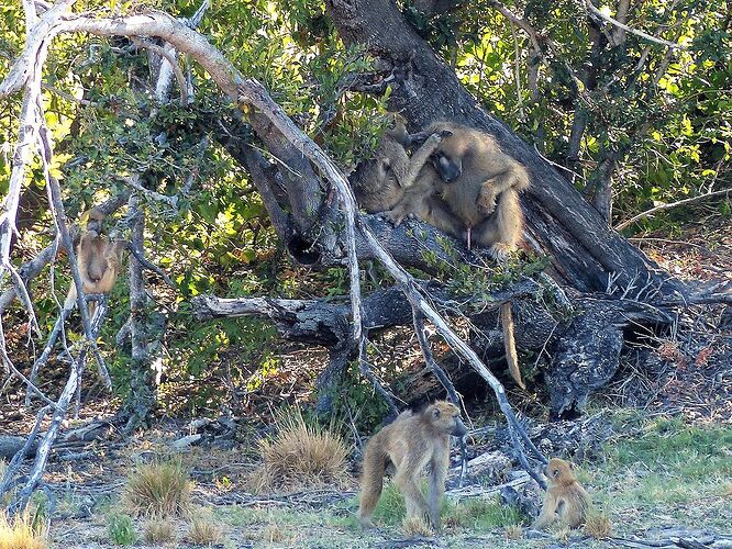 Delta de l'Okavango, suite: Pom Pom Camp - fabienne65