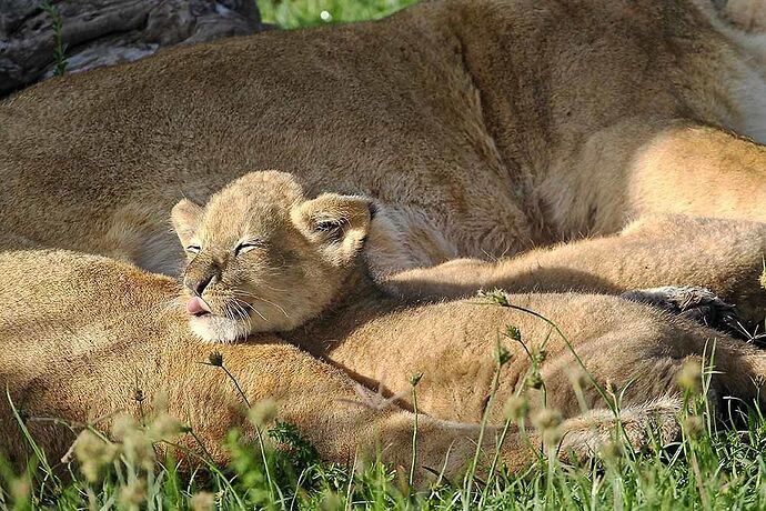 Un peu de douceur dans un monde de brutes .... - puma