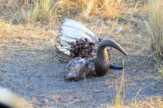 Delta de l'Okavango, suite: Pom Pom Camp - fabienne65