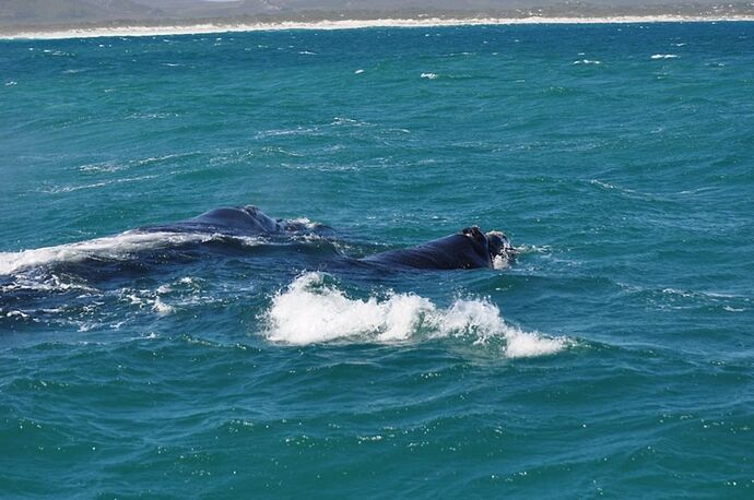 Re: Besoin de retour d'Expériences Baleine Hermanus en septembre 2018 ? pour voyage octobre 2018 - archie
