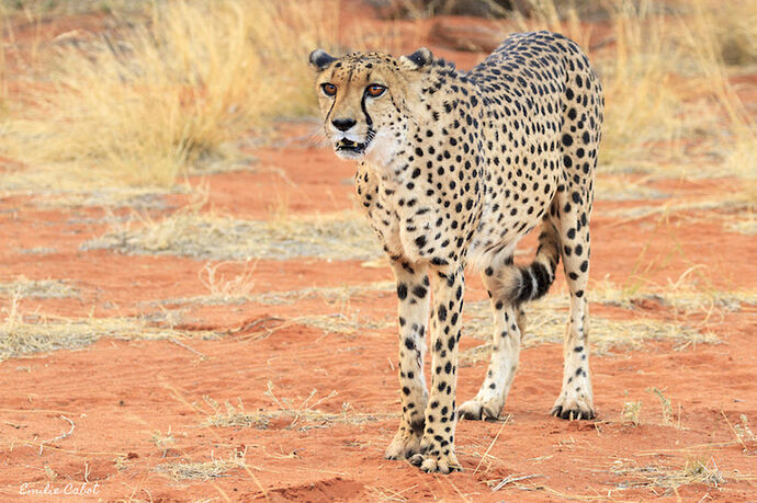 Cheetah feeding & sundowner - Millie