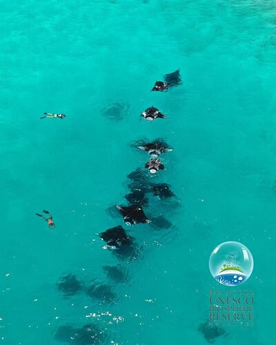 Maldives Snorkeling - Juin - Baa Atoll - Mantas saison 17 Juin 2019 - Philomaldives Guide Safaris