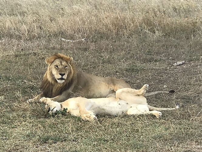 Retour de mon Safari en Tanzanie avec Philipo Kimgoni oni - Catherine-Serafim