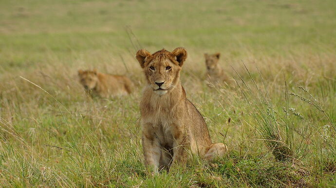 Re: Waltz Tours Safaris au Kenya - PsY-Martinez