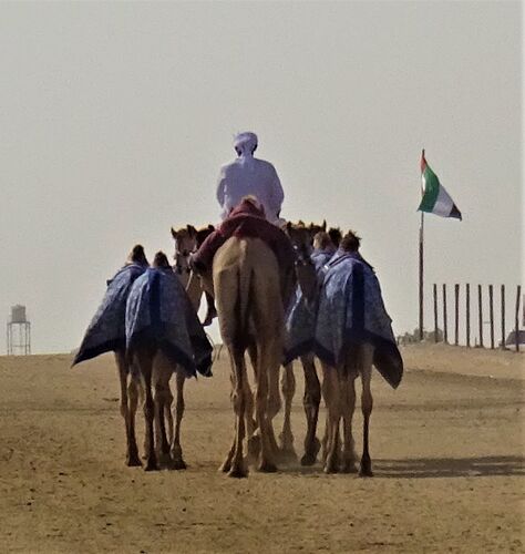 10 jours  entre Abou Dhabi, et Dubai, les dunes du désert du Rub’ Al Khali et l'ile de Sir Bani Yas - lebalouder