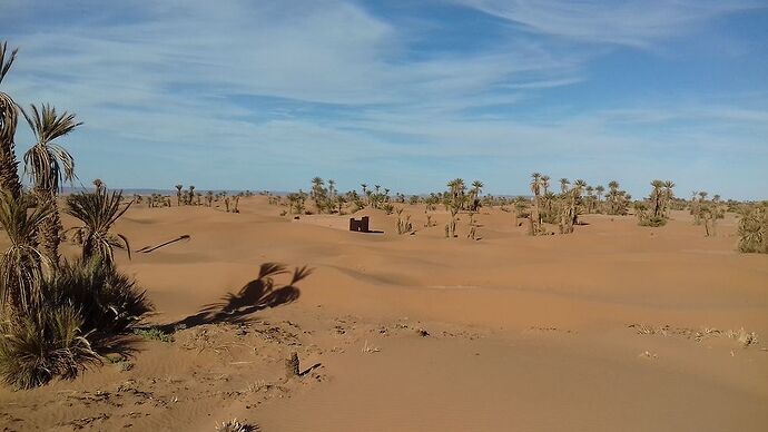 Palmier, dunes et oasis de l'Oued Drâa - elfete