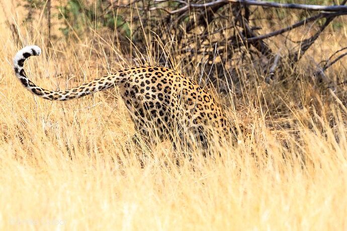 Okonjima - traque au léopard - Millie