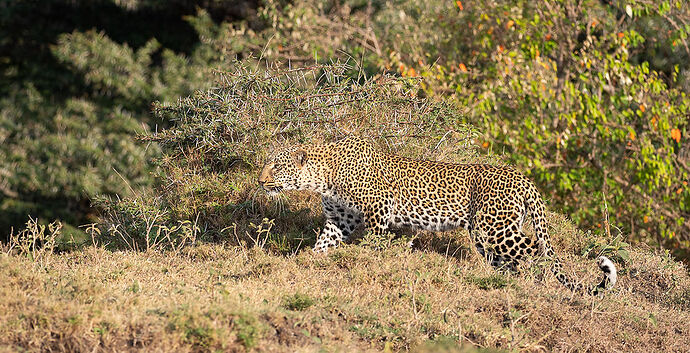 Re: Kenya juillet 2021 un nouveau safari de Samburu au Massai Mara en passant par Meru et Aberdare NP - Karen56