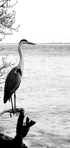 Maakanaa  Maldives - Héron espèce protégée -   - Philomaldives Ex guide Safaris