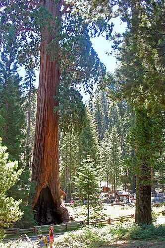 Sequoia National Park  - Hiacinthe