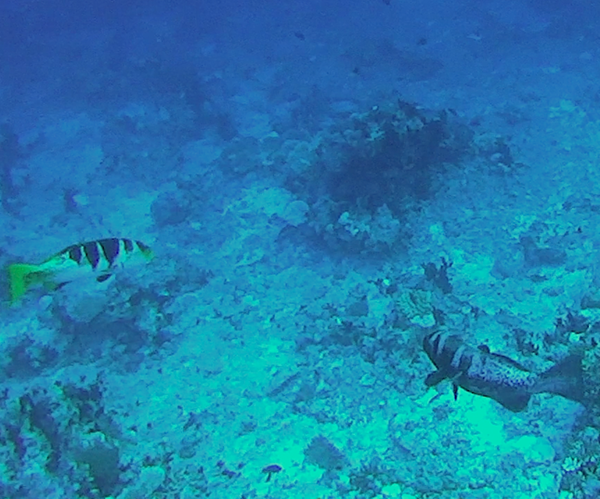 Re: 6 jours au Vilamendhoo en Octobre - dcvf2