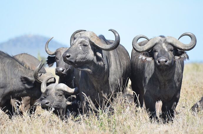 Serengeti: clap de fin, en beauté ! - fabienne65