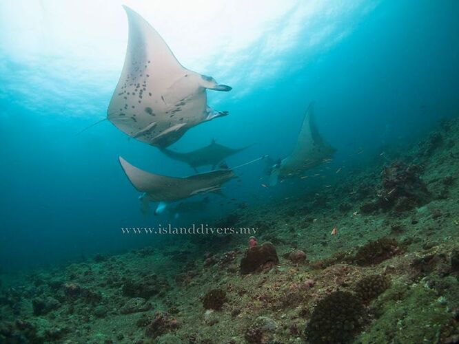 Observation mantas... en snorkeling... aux Maldives - Philomaldives Guide Safaris