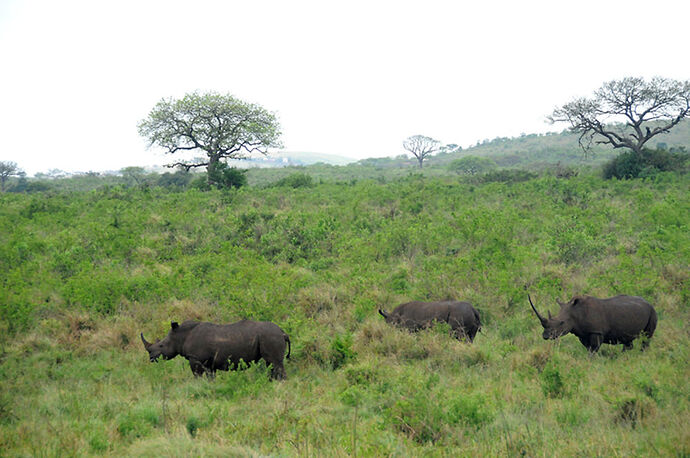 Re: Au paradis ! Compte rendu d'un voyage de 2 petites semaines en Afrique du Sud - L-argonnais Re: Au paradis ! Compte rendu d'un voyage de 2 petites semaines en Afrique du Sud - L-argonnais