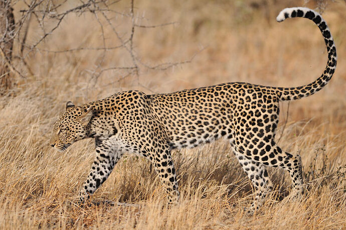 Re: Amboseli ou Samburu - Karen56