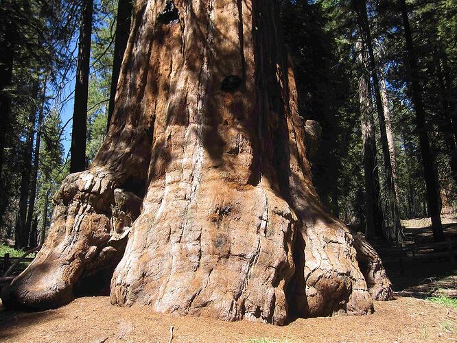 Re: Au pays des sequoias - yensabai