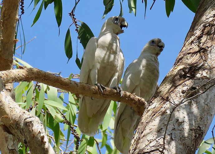 Re: Australie octobre 2017, une semaine autour de Darwin - PATOUTAILLE