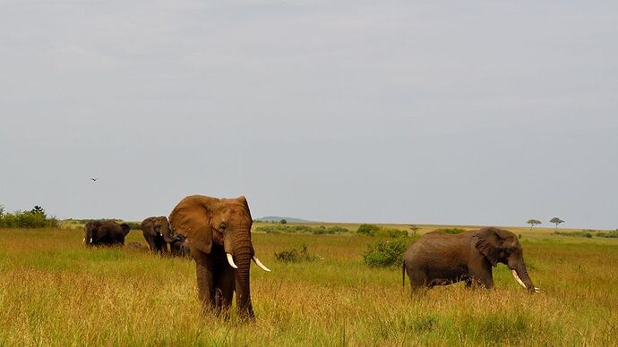 Re: Au coeur du Kenya ; le Kenya dans le coeur - Jmarc71