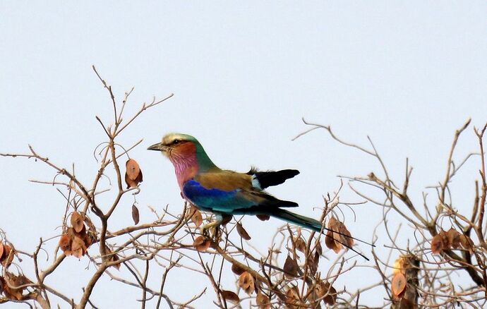 Re: NAMBOTSVIC Namibie- Botswana- Victoria Falls, 3 semaines magiques - PATOUTAILLE