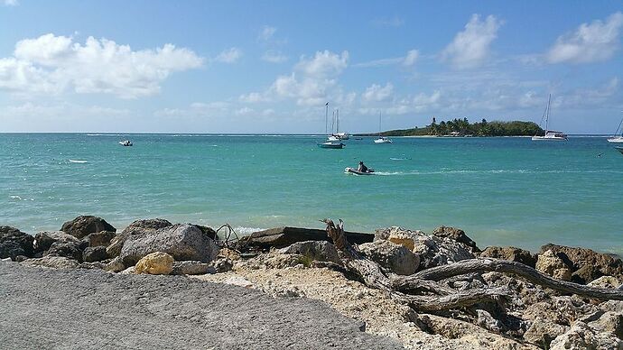 Re:  Sargasses Guadeloupe photos prises vendredi 4 mai 2018 port louis et ste anne le 2 mai 2018  - kynoo