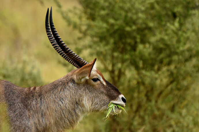 Re: Au paradis ! Compte rendu d'un voyage de 2 petites semaines en Afrique du Sud - L-argonnais Re: Au paradis ! Compte rendu d'un voyage de 2 petites semaines en Afrique du Sud - L-argonnais