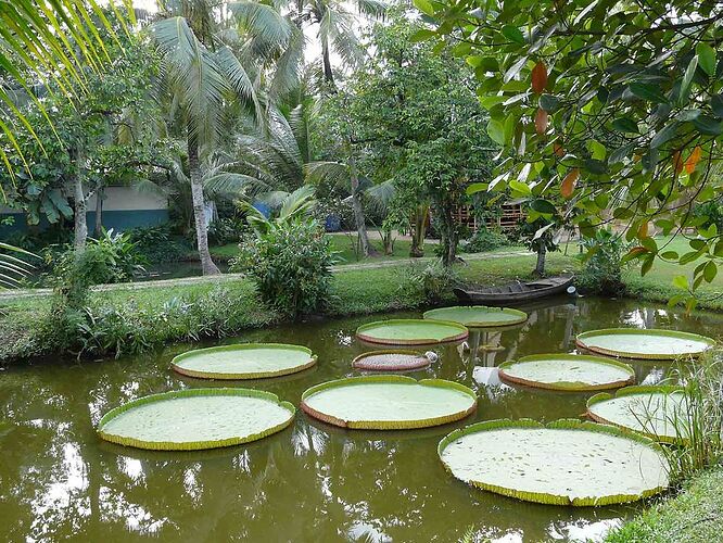 Cần Giờ, Bình Quới - Abalone_vn