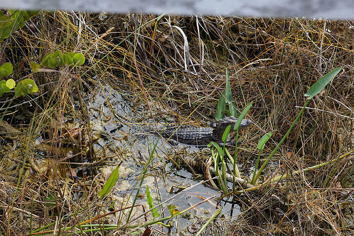 Découverte de le FLORIDE - Les KEYS & Les EVERGLADES - cartesien