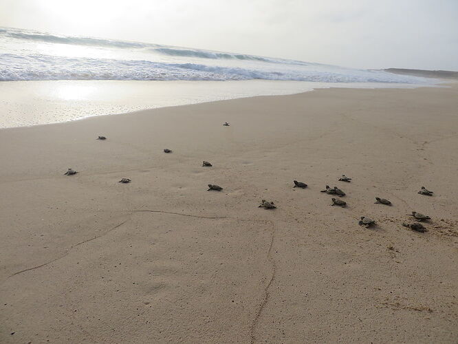 Re: Les tortues - ptitortue