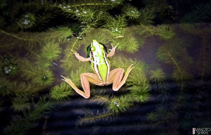 Bonjour à tous - IzA-Cambodia