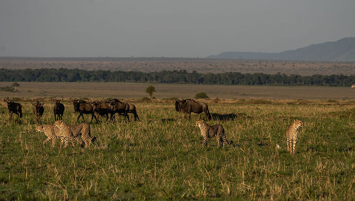 Re: Parenthèse enchantée au Masaï Mara chez Melting Pot Safaris - Mattsupertramp