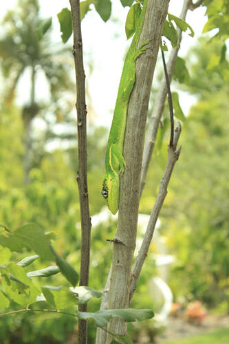 Road trip Floridien en famille - bedal