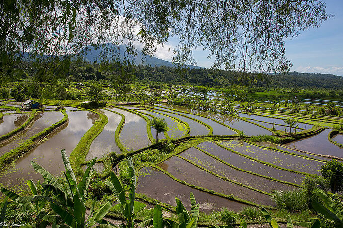 Re: Bali, un seul mot: Fuyez! - Eric-Angers