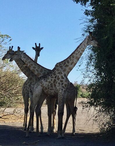 Re: NAMBOTSVIC Namibie- Botswana- Victoria Falls, 3 semaines magiques - PATOUTAILLE