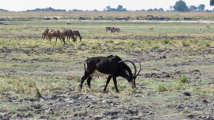 Re: NAMBOTSVIC Namibie- Botswana- Victoria Falls, 3 semaines magiques - PATOUTAILLE