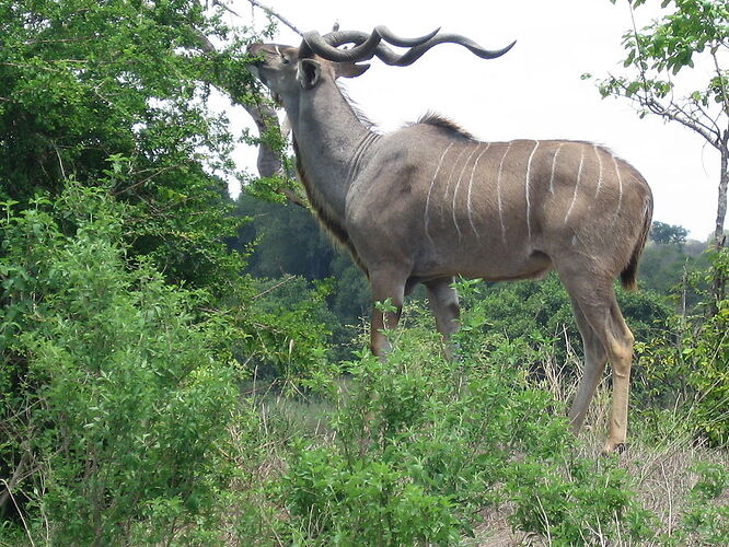 Re: Les vaccins préconisés pour le parc Kruger - ulysse35