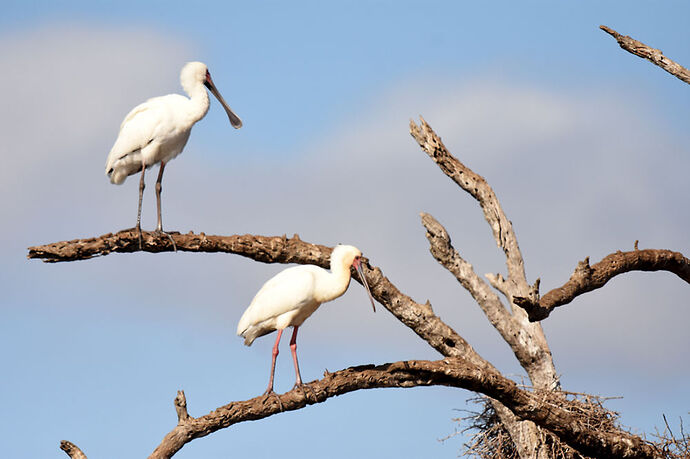 Re: Au paradis ! Compte rendu d'un voyage de 2 petites semaines en Afrique du Sud - L-argonnais Re: Au paradis ! Compte rendu d'un voyage de 2 petites semaines en Afrique du Sud - L-argonnais