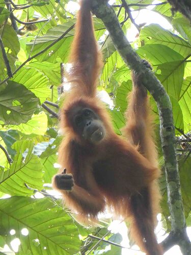 Sumatra : sauvage et authentique - overgonz78