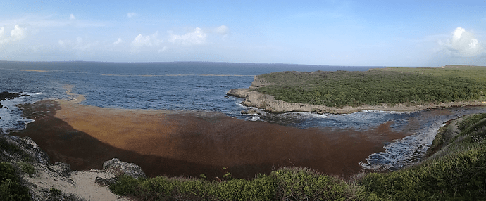 Re: Sargasses Guadeloupe  - Frederic-Maillot