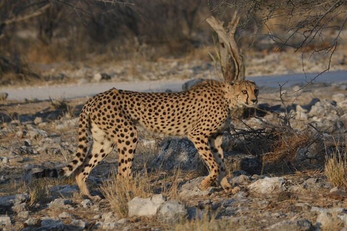 Re: Namibie - 15 jours en octobre 2018 - pascal41lc