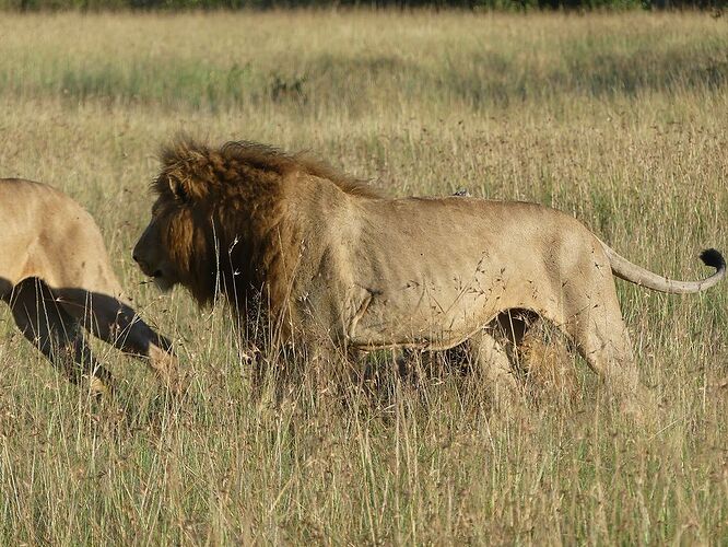 Re: Prix safari Kenya  !! - globetrotter119